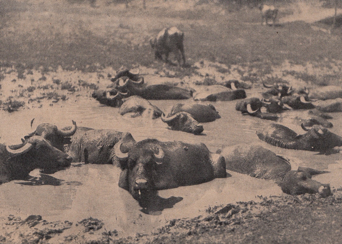 Buffalo herd in the wallow