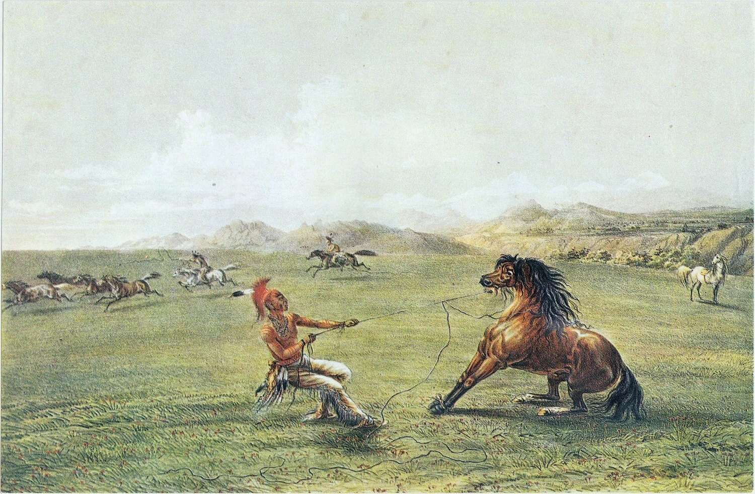 Wild horse catch